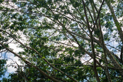 Low angle view of trees against sky