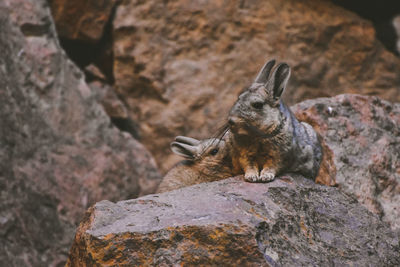 Close-up of animal on rock