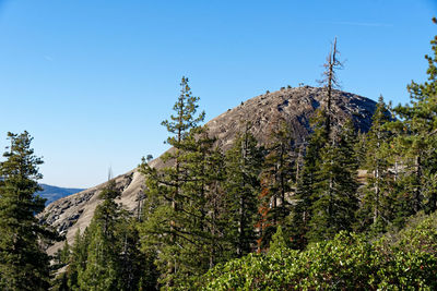 Low angle view of pine trees against sky