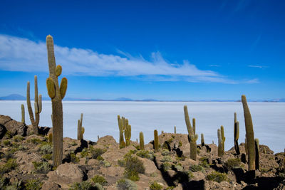 Cactus growing in desert against blue sky