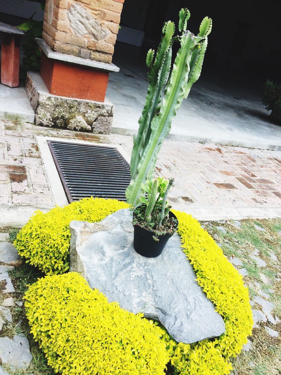 plant, growth, sunlight, shadow, potted plant, new life, steps, growing, sunny, green color, fragility, freshness, flower, day, outdoors, nature, no people, botany, tranquility