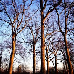 Low angle view of bare trees against sky