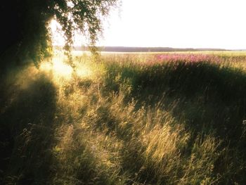 Scenic view of field against clear sky