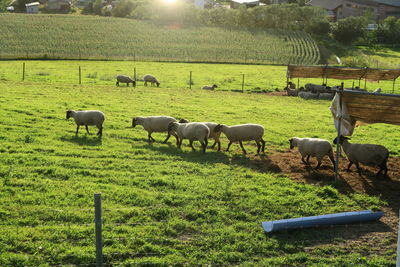 Sheep grazing in a field