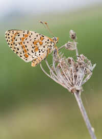 Close-up of butterfly pollinating flower