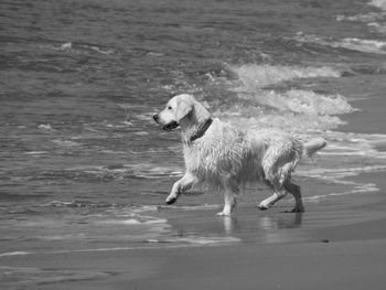 Side view of wet golden retriever on shore at beach