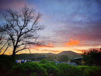 Low angle view of trees against sky during sunset