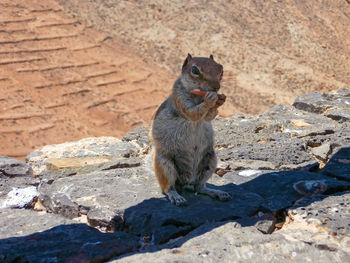 Cat sitting on rock