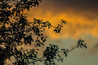 Close-up of tree against sunset sky