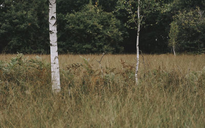 Scenic view of trees growing on field