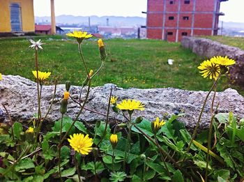 Close-up of yellow flowers blooming in park