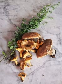 High angle view of mushrooms on leaves during winter