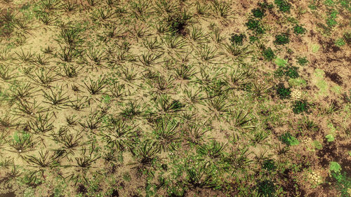 Full frame shot of plants on field