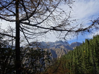 tree