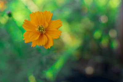 Close-up of orange flower