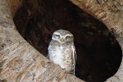 Close-up of owl perching on tree