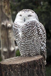 Close-up of owl perching on wooden post