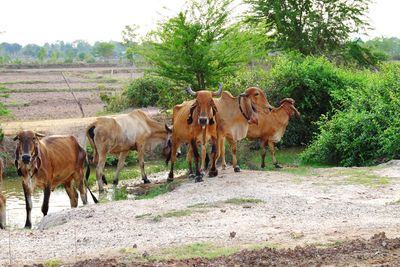 Horses standing in a field