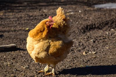 View of a chicken in pen