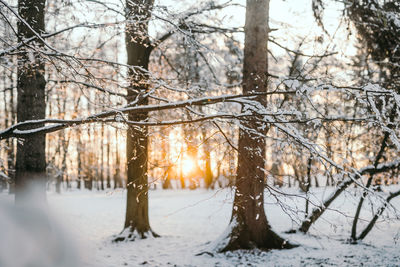 Trees on snow covered land during winter