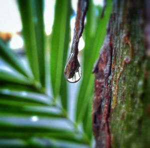 Close-up of green grass