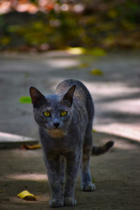 Portrait of cat standing outdoors