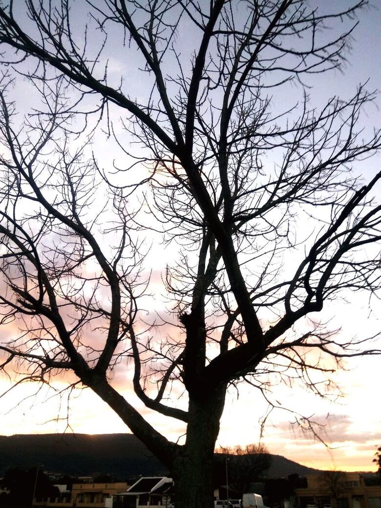 SILHOUETTE TREE AGAINST SKY
