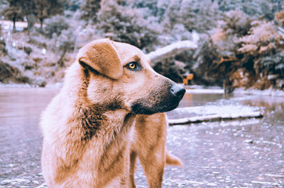 Close-up of dog on snow