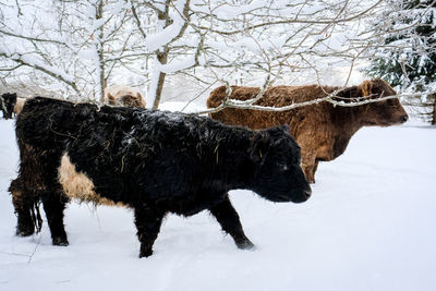 Portrait of black dog on snow covered field