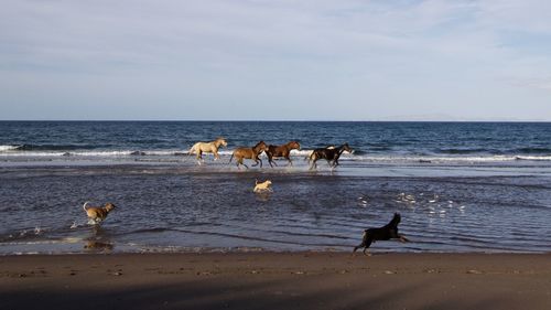 Dogs and horses running at beach against clear sky