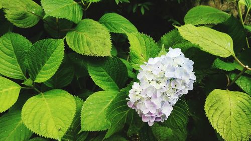 Close-up of hydrangea blooming outdoors