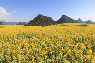 Plants growing on field against blue sky during sunny day