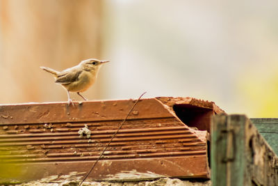 Bird perching on railing
