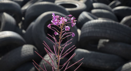Close-up of purple flowering plant with tires in background
