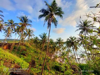 Palm trees against sky