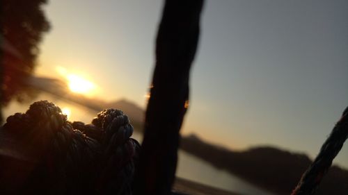 Close-up of silhouette plant against clear sky during sunset