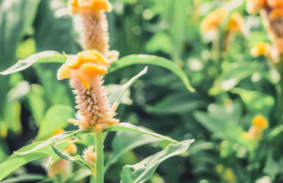 Close-up of yellow flower