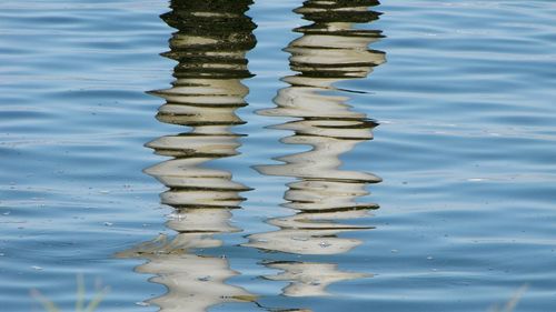 Reflection of trees in water