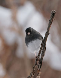 A junco perched on a branch