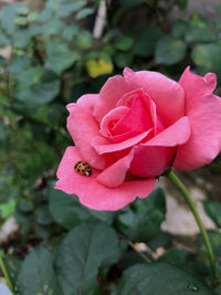 Close-up of pink rose flower