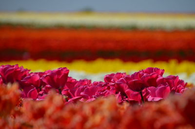 Close-up of pink flowering plants on field