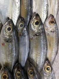 Close-up of fish for sale in market