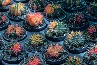 High angle view of succulent plants