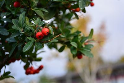 Close-up of red berries growing on tree