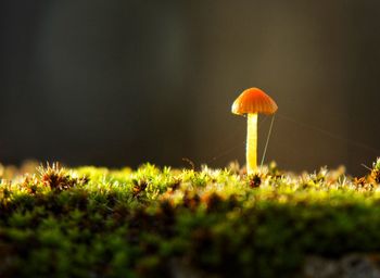 Close-up of mushroom growing on field