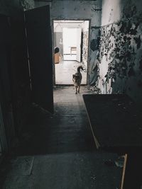 Portrait of wolf in abandoned building