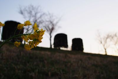 Close-up of yellow flowers growing on field against sky