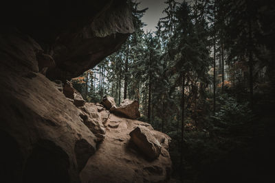 Low angle view of rock formations in forest