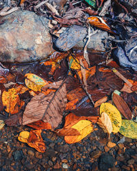 High angle view of dry autumn leaves on rock