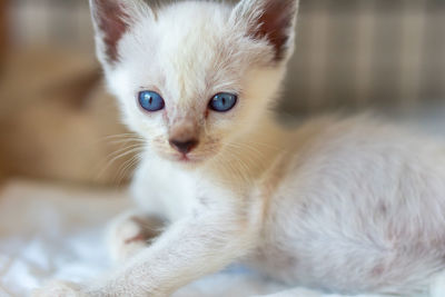 Close-up portrait of kitten